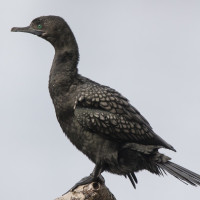 Little Black Cormorant